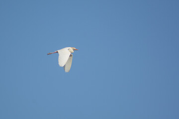A birds flying in the blue sky. Birds in the wild. Wildlife animals. Flying birds