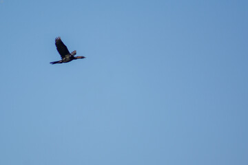 Fototapeta premium Cormorant in the sky. Black flying bird in the blue sky. Cormorant in the wild