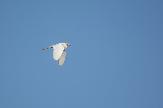 A birds flying in the blue sky. Birds in the wild. Wildlife animals. Flying birds