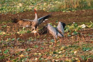 Majestic Thai Sarus Cranes displaying courtship behavior in a natural wetland habitat, symbolizing harmony, biodiversity, and the vital role of conservation efforts to protect native bird species