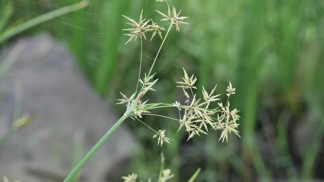 Cyperus rotundus grass. Its common names &nbsp;coco grass,&nbsp;Java grass,&nbsp;nut grass,&nbsp;purple nut sedge,&nbsp;purple nutsedge, red nutsedge and &nbsp;Khmer&nbsp;kravanh check grass. This is a species of&nbsp;sedge&nbsp;Cyperaceae.