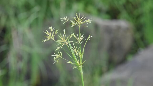Cyperus rotundus grass. Its common names &nbsp;coco grass,&nbsp;Java grass,&nbsp;nut grass,&nbsp;purple nut sedge,&nbsp;purple nutsedge, red nutsedge and &nbsp;Khmer&nbsp;kravanh check grass. This is a species of&nbsp;sedge&nbsp;Cyperaceae.