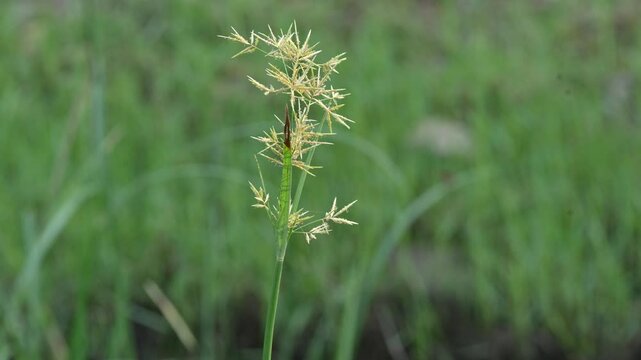 Cyperus rotundus grass. Its common names &nbsp;coco grass,&nbsp;Java grass,&nbsp;nut grass,&nbsp;purple nut sedge,&nbsp;purple nutsedge, red nutsedge and &nbsp;Khmer&nbsp;kravanh check grass. This is a species of&nbsp;sedge&nbsp;Cyperaceae.