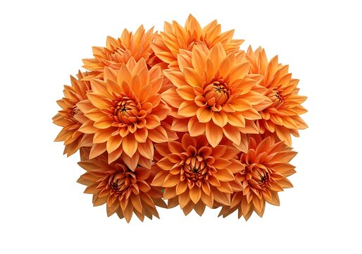 A bunch of vibrant orange dahlia flowers on white background