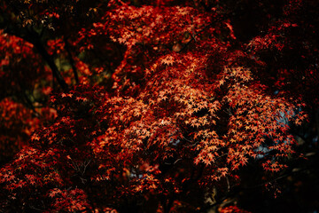 Wildflowers blooming gently in a natural forest setting, symbolizing the delicate balance of nature and the importance of biodiversity, sustainability, and preservation on World Environment Day