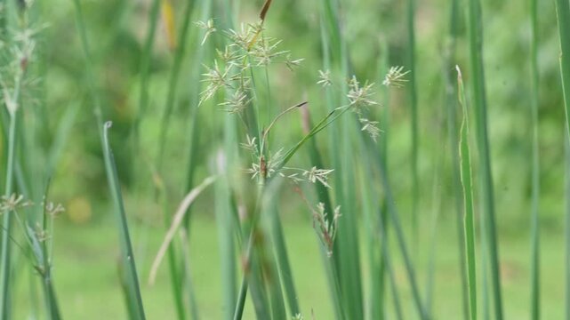 Cyperus rotundus grass. Its common names &nbsp;coco grass,&nbsp;Java grass,&nbsp;nut grass,&nbsp;purple nut sedge,&nbsp;purple nutsedge, red nutsedge and &nbsp;Khmer&nbsp;kravanh check grass. This is a species of&nbsp;sedge&nbsp;Cyperaceae.