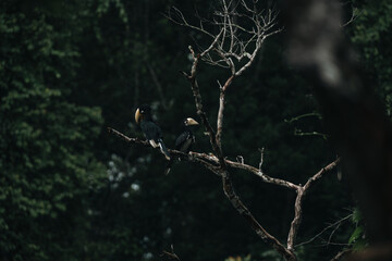 Oriental pied hornbills resting on a tree branch in the heart of a tropical rainforest showcasing...