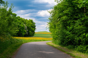 Road through meadow, field and forest in spring, green trees, walking path or trail through landscape in Germany, blooming nature 