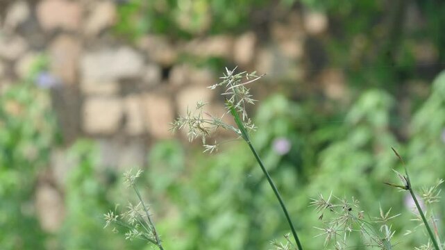Cyperus rotundus grass. Its common names &nbsp;coco grass,&nbsp;Java grass,&nbsp;nut grass,&nbsp;purple nut sedge,&nbsp;purple nutsedge, red nutsedge and &nbsp;Khmer&nbsp;kravanh check grass. This is a species of&nbsp;sedge&nbsp;Cyperaceae.