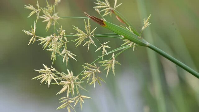 Cyperus rotundus grass. Its common names &nbsp;coco grass,&nbsp;Java grass,&nbsp;nut grass,&nbsp;purple nut sedge,&nbsp;purple nutsedge, red nutsedge and &nbsp;Khmer&nbsp;kravanh check grass. This is a species of&nbsp;sedge&nbsp;Cyperaceae.
