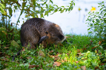 Nutria river rat, coypu herbivorous, semiaquatic rodent family Myocastoridae on the meadow, wildlife animals, habitant wetlands