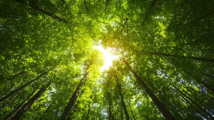 Verdant forest canopy with sunlight filtering through the leaves