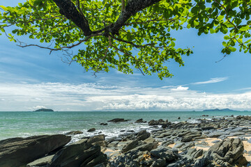Tree on a tropical island with beautiful beach. Nature background.