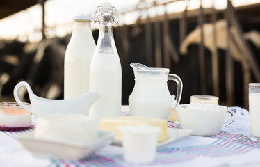 Dairy products on table against the background of herd of cows in barn