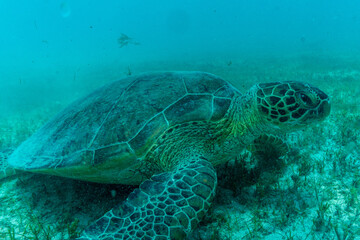 Obraz premium sea turtle swimming