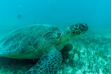 Fototapeta premium green sea turtle