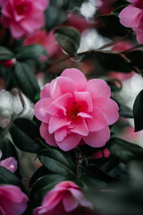 Beautiful Pink Evergreen Camellia Tree with Blooming Flowers during Springtime in English Garden, UK. Spring floral background