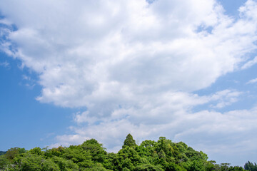 Fototapeta premium 初夏の青空と白い雲