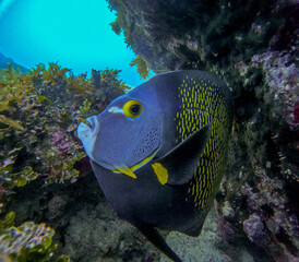 coral reef with fish and coral