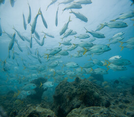 coral reef with fishes