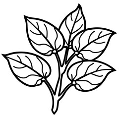 Malabar Spinach Botanical Vector Art