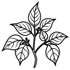 Malabar Spinach Botanical Vector Art