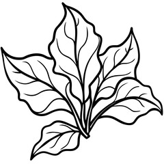 Malabar Spinach Botanical Vector Art
