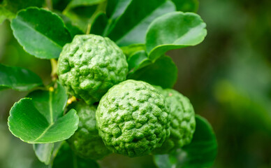 Bergamot, Fresh green bergamot fruit hanging from branch. bergamot tree garden and healthy food concept, group of bergamot,Bergamot medicinal plants with many