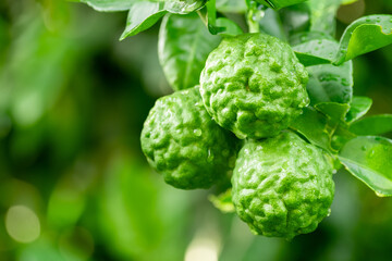 Bergamot, Fresh green bergamot fruit hanging from branch. bergamot tree garden and healthy food concept, group of bergamot,Bergamot medicinal plants with many