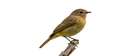 Fototapeta premium red backed shrike isolated