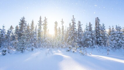 Fototapeta premium Serene winter landscape with snow covered pine trees and sunshine in the forest