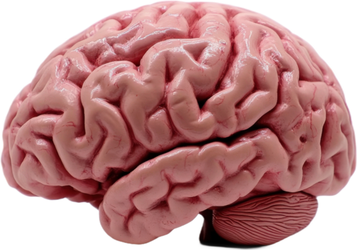 Human Brain Anatomy Model