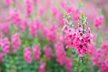 Beautiful pink Salvia nemorosa flowers in full bloom growing in the natural.