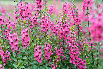 Fototapeta premium Beautiful pink Salvia nemorosa flowers in full bloom growing in the natural.