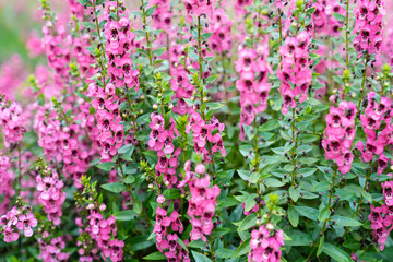 Beautiful pink Salvia nemorosa flowers in full bloom growing in the natural wind.