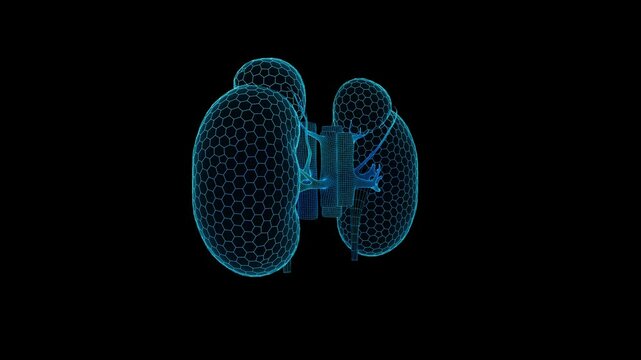 3D Wireframe Model of Kidneys Display