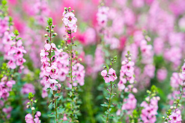 Beautiful pink Salvia nemorosa flowers in full bloom growing in the natural wind.
