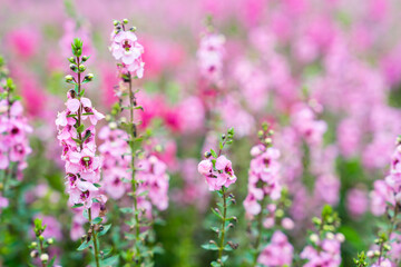 Beautiful pink Salvia nemorosa flowers in full bloom growing in the natural wind.