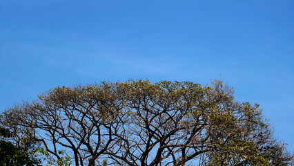 Majestic Canopy of a Leafless Tree Against a Clear Blue Sky in Vibrant Natural Landscape