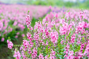 Beautiful pink Salvia nemorosa flowers in full bloom growing in the natural wind.