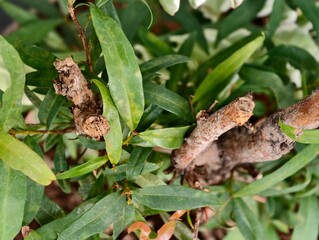 Detailed Close-up of Green Leaves with Twisted Branches and Natural Textures in a Garden Setting