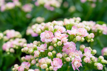 Obraz premium Vibrant Pink Kalanchoe blossfeldiana Blooming in Garden.