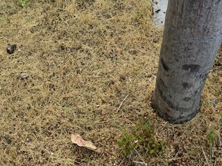 Dry Grass and Tree Trunk Beneath Dull Overcast Sky in Urban Setting, Nature and Environment...