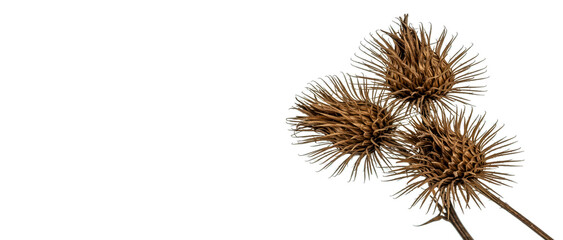 Obraz premium Close up photograph of dried burdock seed heads arranged against a clean white background.