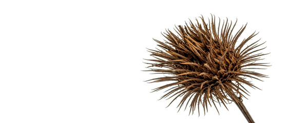 Close-up photograph of a dried brown burdock seed head isolated on a clean white background
