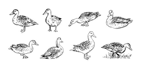 Mallard ducks hand-drawn set. Black marker realistic drawing of a wild duck in vector. Walking, standing, and sitting female ducks in the wild. Illustration for digital, web or print design