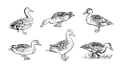 Walking ducks set in vector. Hand-drawn realistic mallard duck illustration. Marker sketch of a wild duck in motion isolated on white background