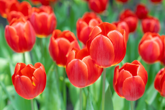 blooming red tulips. tulip flowers with deep red petals. forming flower arrangement background