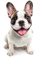 Obraz premium A joyful French Bulldog displays its charming personality with a big smile, showcasing its playful spirit indoors