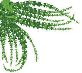 Trailing Ivy Vines Green Leaves Corner Decorative Design